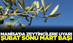 Manisa'da zeytincilere kritik uyarı!