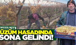 Sarıgöl’de 2025’in son üzümleri 2026’da hasat edildi!