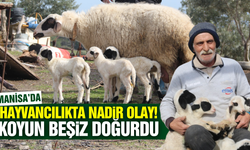 Manisa'da koyun tek başına 5 kuzu doğurdu