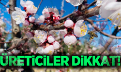 Manisa'da üreticilere kritik uyarı: Bu hastalığa dikkat!