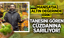 Yeşil Altın Manisa’da! Kilosu 7 Bin Lira, Satışlar Patladı!