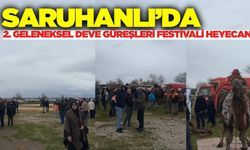 Saruhanlı'da "2. Geleneksel Deve Güreşleri Festivali" heyecanı başladı!