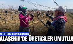 Alaşehir bağlarında çalışmalar hız kazandı!