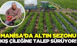 Manisa'da 4 mevsim hasadı sürüyor: Fiyat üreticinin yüzünü güldürdü