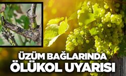Sarıgöl'de üzüm üreticilerine ölükol uyarısı