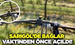 Sarıgöl'de bağlar erken açıldı: Üretici tedirgin
