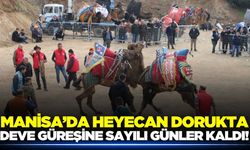 Manisa'da deve güreşi heyecanı: İşte detaylar