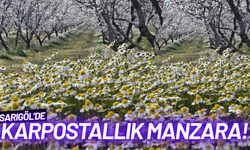 Sarıgöl'de karpostallık manzara!
