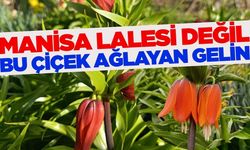 Manisa Lalesi'ne rakip bir başka Ege şehrinden çıktı