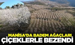 Manisa'da badem ağaçları çiçek açtı