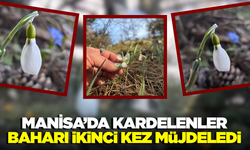 Manisa'da Baharın Habercisi Kardelenler Yeniden Açtı