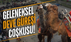 Manisa'da deve güreşi heyecanı!
