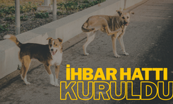 Salihli'de sahipsiz köpekler için ihbar hattı kuruldu!