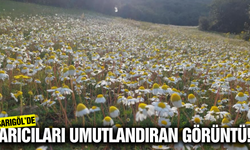 Sarıgöl'de arıcıları sevindiren görüntü!