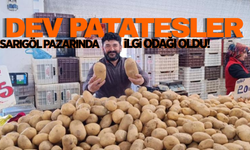 Sarıgöl'de dev patatesler görenleri şaşırttı