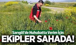 Sarıgöl’de hububatta süne mesaisi!