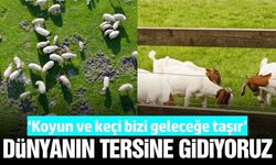 Küçükbaş hayvancılıkta alarm: “Türkiye yönünü kaybediyor”