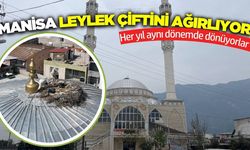 Manisa, senelerdir leylek ailesini misafir ediyor