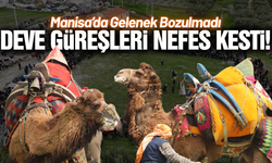 Manisa'da geleneksel deve güreşi coşkusu!