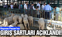 Manisa'da Hayvan Pazarı'nda yeni dönem!