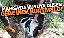 Manisa'da kuyuya düşen gebe inek için seferber oldular!