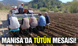 Manisa'da tütün dikim sezonu başladı!