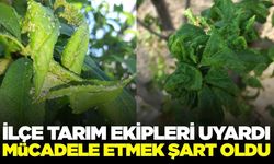 Manisa'da üreticilere zararlı ve hastalık uyarısı