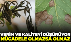 Manisalı çiftçilerin korkulu rüyası geri döndü!