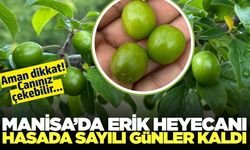 Manisa'da Yeşil Altın'ın sezonu açılıyor