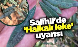 Salihli’de zeytin üreticilerine 'halkalı leke' uyarısı