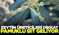 Salihli’de zeytin üreticilerine uyarı: 'Pamuklu bite dikkat'
