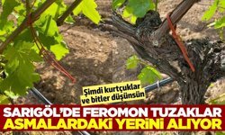 Sarıgöl'de üzüm bağlarında 'Japon Tuzağı' mesaisi başladı