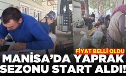 Sarıgöl'de üreticinin yüzü güldü: Yaprak sezonu başladı