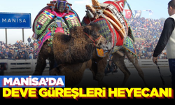 Manisa'da Geleneksel Deve Güreşleri Heyecanı!