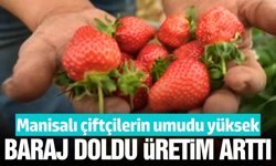Sezon bol yağışlı geçti, Manisalı üreticinin beklentisi yükseldi