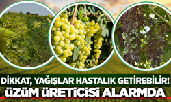 Alaşehirli Üzüm Üreticilerine Kritik Uyarı: Mildiyö ve Külleme Riski Kapıda!
