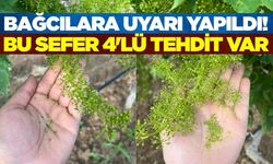 Bağlarda çiçeklenme döneminde kritik uyarı!