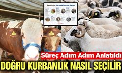 Kurbanlık seçiminde nelere dikkat edilmeli? Manisa İl Tarım Müdürlüğü paylaştı