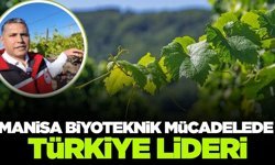 Manisa bağlarında yeni sezon
