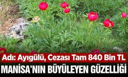 Manisa'da 'Ayıgülü' görenleri kendine hayran bırakıyor!