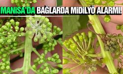 Manisa'da bağları tehdit eden sessiz tehlike! Mildiyö alarmı