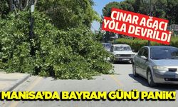 Manisa'da dev çınar yola devrildi: Olası facia kıl payı atlatıldı