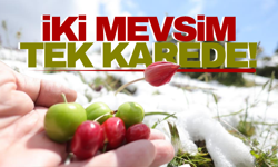 Manisa'da şaşırtan manzara!