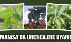 Manisa'da üreticilere hastalık uyarısı!