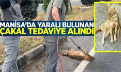 Manisa'da yaralı halde bulunan çakal tedavi altına alındı