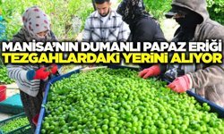 Manisa'nın meşhur eriğinde hasat başladı
