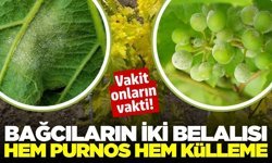Önce yağmur sonra güneş: Sarıgöl'de bağlarda hastalık alarmı