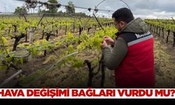 Sarıgöl'de bağ ve bahçelerde saha incelemesi