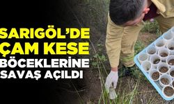 Sarıgöl'de çam ormanlarına biyolojik kalkan