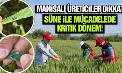 Manisa’da uzmanlardan süne uyarısı